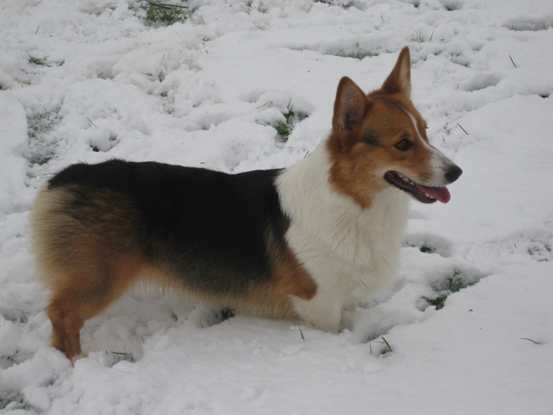 Gidget